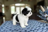 Oreo, a male Shih Tzu for sale in New Braunfels, TX – 3 of 3