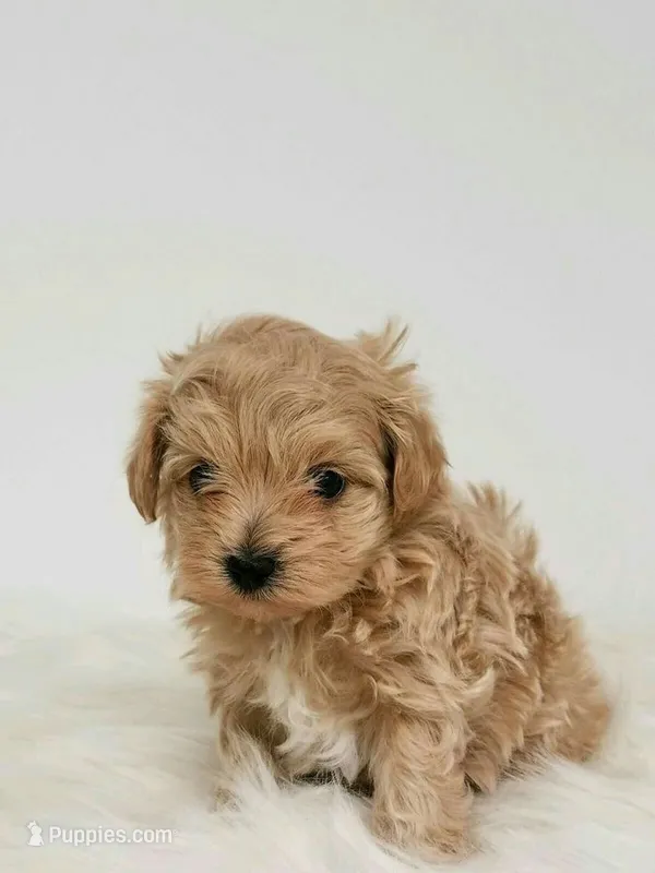 Daisy  – Maltipoo puppy for sale in New Braunfels, TX