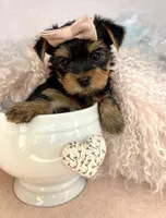Stella🎀830-660-4641, a female Yorkshire Terrier for sale in New Braunfels, TX – 3 of 4