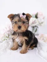 Quinn💕Merle 830-660-4641, a female Yorkshire Terrier for sale in New Braunfels, TX – 3 of 4