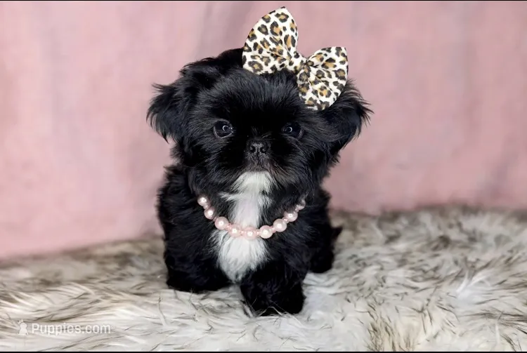 Princess👑830-660-4641 – Shih Tzu puppy for sale in New Braunfels, TX