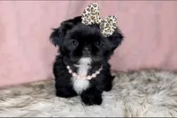 Princess👑830-660-4641, a female Shih Tzu for sale in New Braunfels, TX – 1 of 6