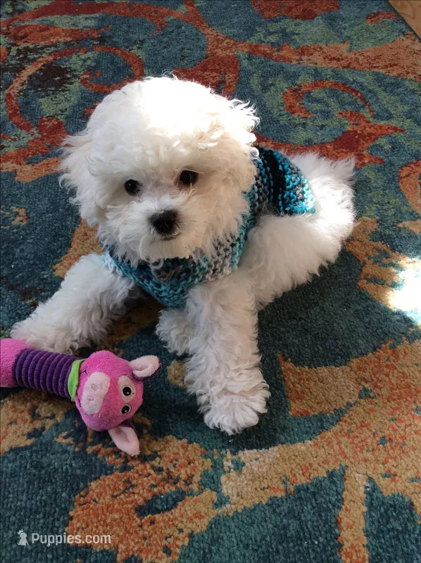Sugar – Maltipoo puppy for sale in New Braunfels, TX