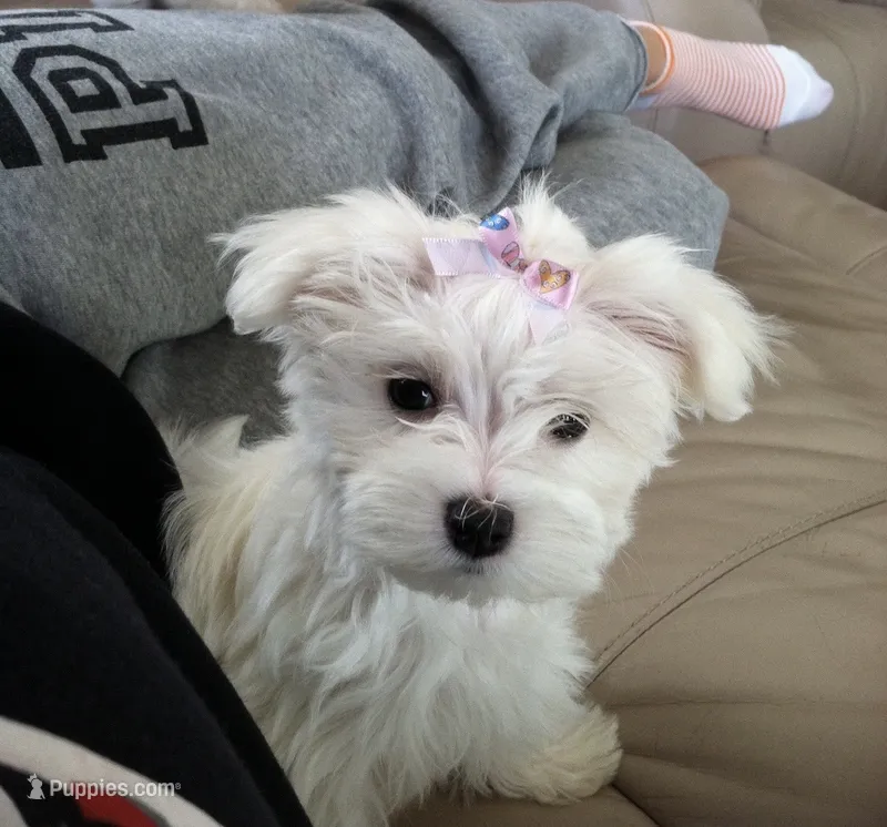 Molly  – Maltipoo puppy for sale in New Braunfels, TX