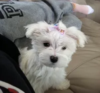 Molly , a female Maltipoo for sale in New Braunfels, TX – 1 of 2