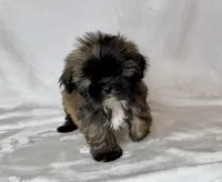 Harley , a male Shih Tzu for sale in New Braunfels, TX – 2 of 6