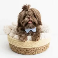 Ollie IMPERIAL , a male Shih Tzu for sale in New Braunfels, TX – 2 of 2
