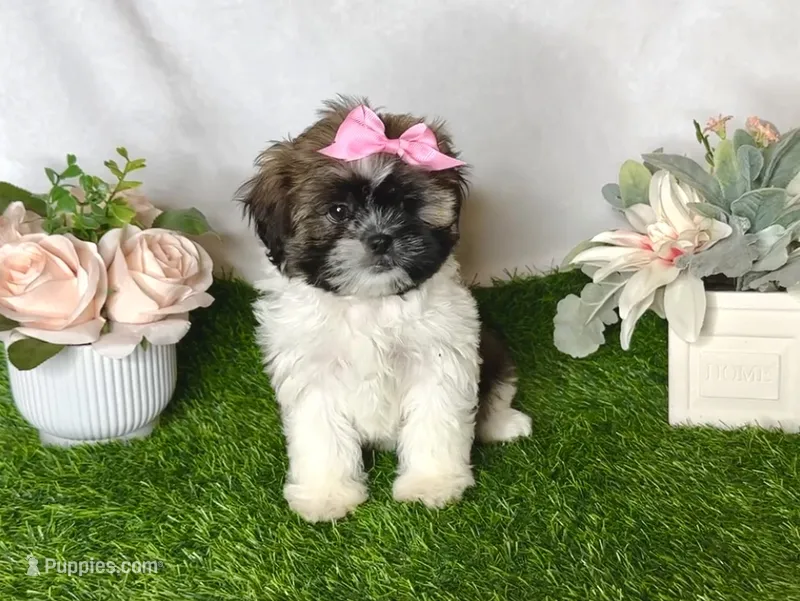Zara  – Shih Tzu puppy for sale in New Braunfels, TX