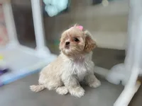 Quinn, a female Shih Tzu for sale in New Braunfels, TX – 2 of 2