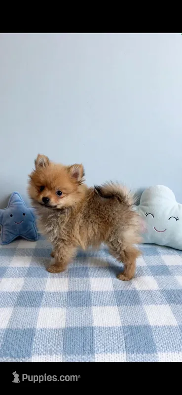 TY – Pomeranian puppy for sale in New Braunfels, TX