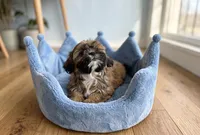 Cooper, a male Shih Tzu for sale in New Braunfels, TX – 4 of 4