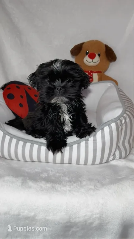 Zed – Shih Tzu puppy for sale in New Braunfels, TX