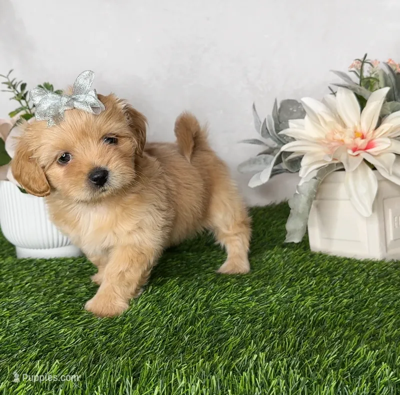 Daisy  – Shih Tzu puppy for sale in New Braunfels, TX