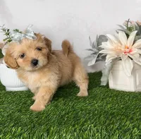 Daisy , a female Shih Tzu for sale in New Braunfels, TX – 3 of 3
