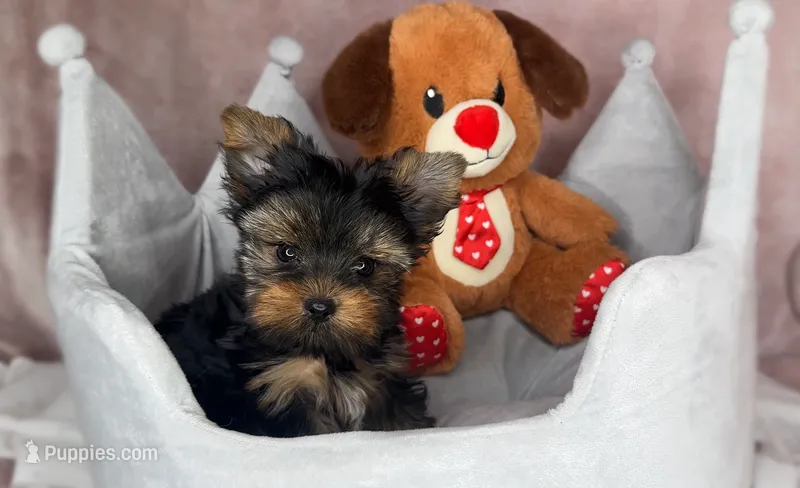 TY *teacup* – Yorkshire Terrier puppy for sale in New Braunfels, TX