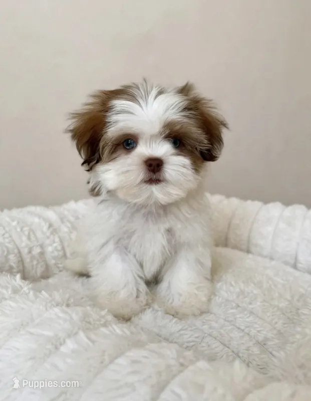 Romeo❤️830-660-4641 – Shih Tzu puppy for sale in New Braunfels, TX