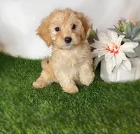 Nash, a male Maltipoo for sale in New Braunfels, TX – Photo 2 of 4