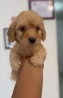 Nash, a male Maltipoo for sale in New Braunfels, TX – Photo 4 of 4