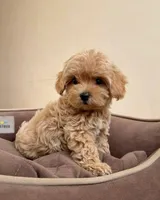 Nash, a male Maltipoo for sale in New Braunfels, TX – Photo 3 of 4