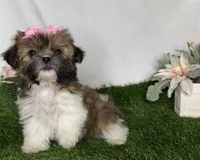 Lady, a male Shih Tzu for sale in New Braunfels, TX – 1 of 1