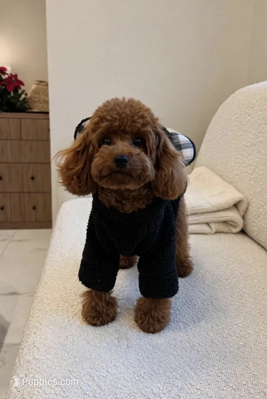 Monty🔥TOY🔥830-660-4641 – Poodle - Toy  puppy for sale in New Braunfels, TX