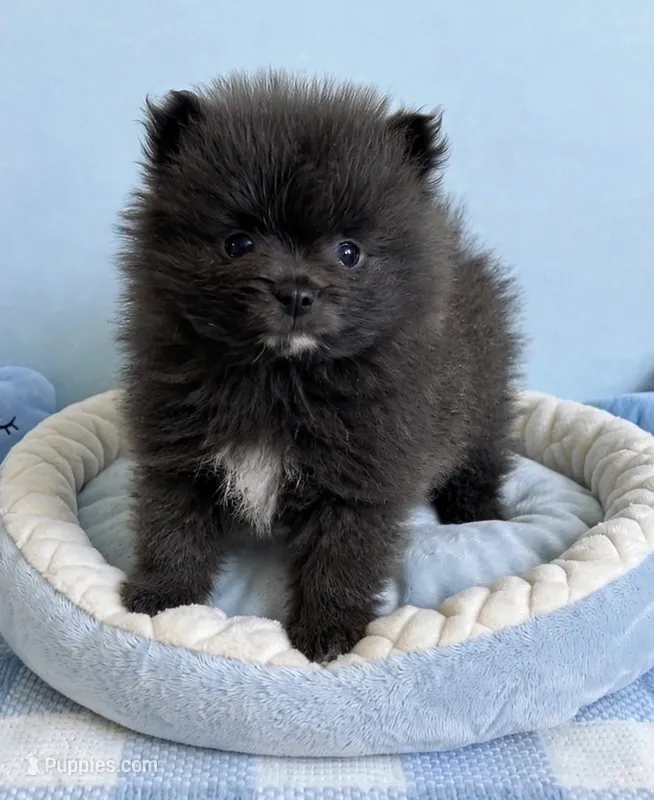 MICRO MINI POM💙830-660-4641 – Pomeranian puppy for sale in New Braunfels, TX