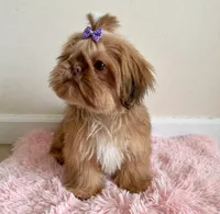 Lola 🎀830-660-4641, a female Shih Tzu for sale in New Braunfels, TX – 4 of 6