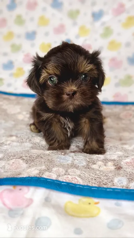 Phantom tri colored/ chocolate  – Shih Tzu puppy for sale in New Braunfels, TX