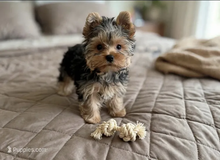 Jase❤️830-660-4641 – Yorkshire Terrier puppy for sale in New Braunfels, TX