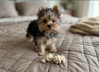 Jase❤️830-660-4641, a male Yorkshire Terrier for sale in New Braunfels, TX – 1 of 4