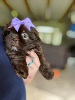 Layla , a female Shih Tzu for sale in New Braunfels, TX – 2 of 4