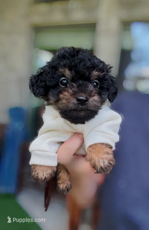 Marvin *TOY* – Poodle - Toy  puppy for sale in New Braunfels, TX