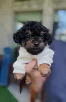 Marvin *TOY*, a male Poodle - Toy  for sale in New Braunfels, TX – 1 of 2