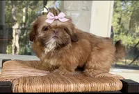 💕TINY IMPERIAL💕830-660-4641, a female Shih Tzu for sale in New Braunfels, TX – 5 of 5
