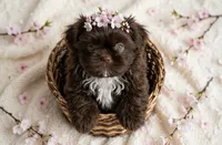 Hershey Kiss 💋 , a female Shih Tzu for sale in New Braunfels, TX – 2 of 4