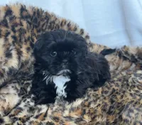 Maverick , a male Shih Tzu for sale in New Braunfels, TX – Photo 1 of 2