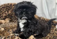 Maverick , a male Shih Tzu for sale in New Braunfels, TX – Photo 2 of 2