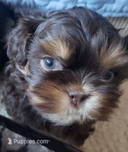 Phantom tri colored/ chocolate  – Shih Tzu puppy for sale in New Braunfels, TX