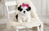 Dolly, a female Shih Tzu for sale in New Braunfels, TX – 2 of 4