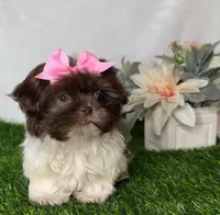 Princess, a female Shih Tzu for sale in New Braunfels, TX – Photo 1 of 2