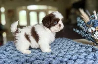 Benny❤️830-660-4641, a male Shih Tzu for sale in New Braunfels, TX – 2 of 3