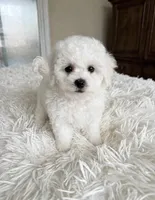 Mac💙830-660-4641, a male Maltipoo for sale in New Braunfels, TX – 3 of 3