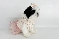 Dolly❤️830-660-4641, a female Shih Tzu for sale in New Braunfels, TX – 8 of 8