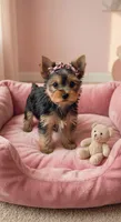 Tyla, a female Yorkshire Terrier for sale in New Braunfels, TX – 2 of 3