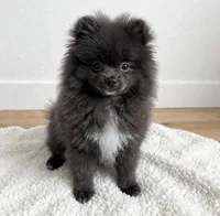 Pepe💙TINY🔥830-660-4641, a male Pomeranian for sale in New Braunfels, TX – 5 of 5