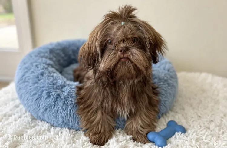 Duke *IMPERIAL* – Shih Tzu puppy for sale in New Braunfels, TX