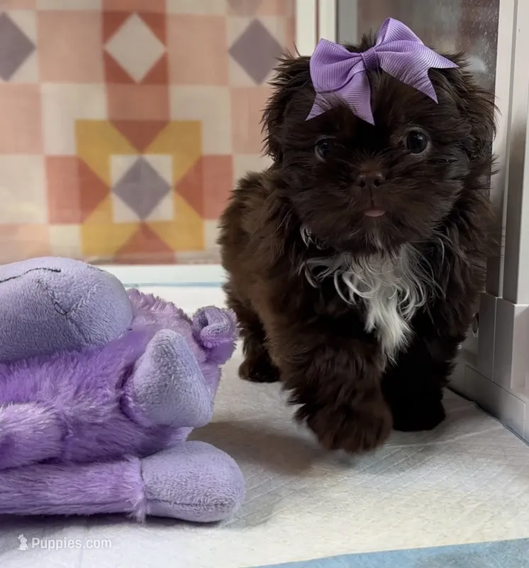 Layla  – Shih Tzu puppy for sale in New Braunfels, TX