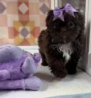 Layla , a female Shih Tzu for sale in New Braunfels, TX – 1 of 4