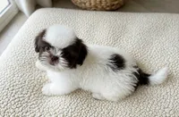 Oliver, a male Shih Tzu for sale in New Braunfels, TX – 3 of 5