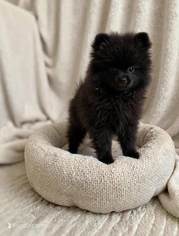 Jett❤️830-660-4641 – Pomeranian puppy for sale in New Braunfels, TX